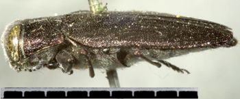 Media type: image;   Entomology 8119 Aspect: habitus lateral view